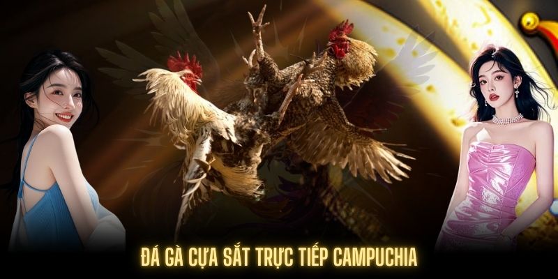 Đá gà gắn cựa sắt được đông đảo thành viên yêu thích