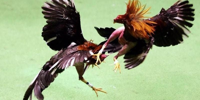 Chọi gà gắn cựa sắt trực tiếp đẳng cấp